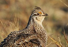 Sharp-tailed Grouse